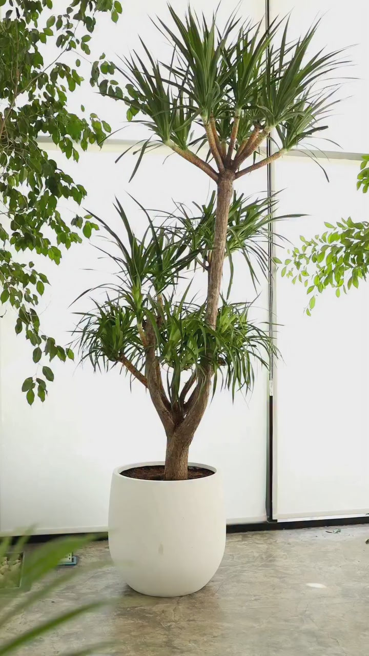 Giant Dracaena Draco in a Fiberglass Pot