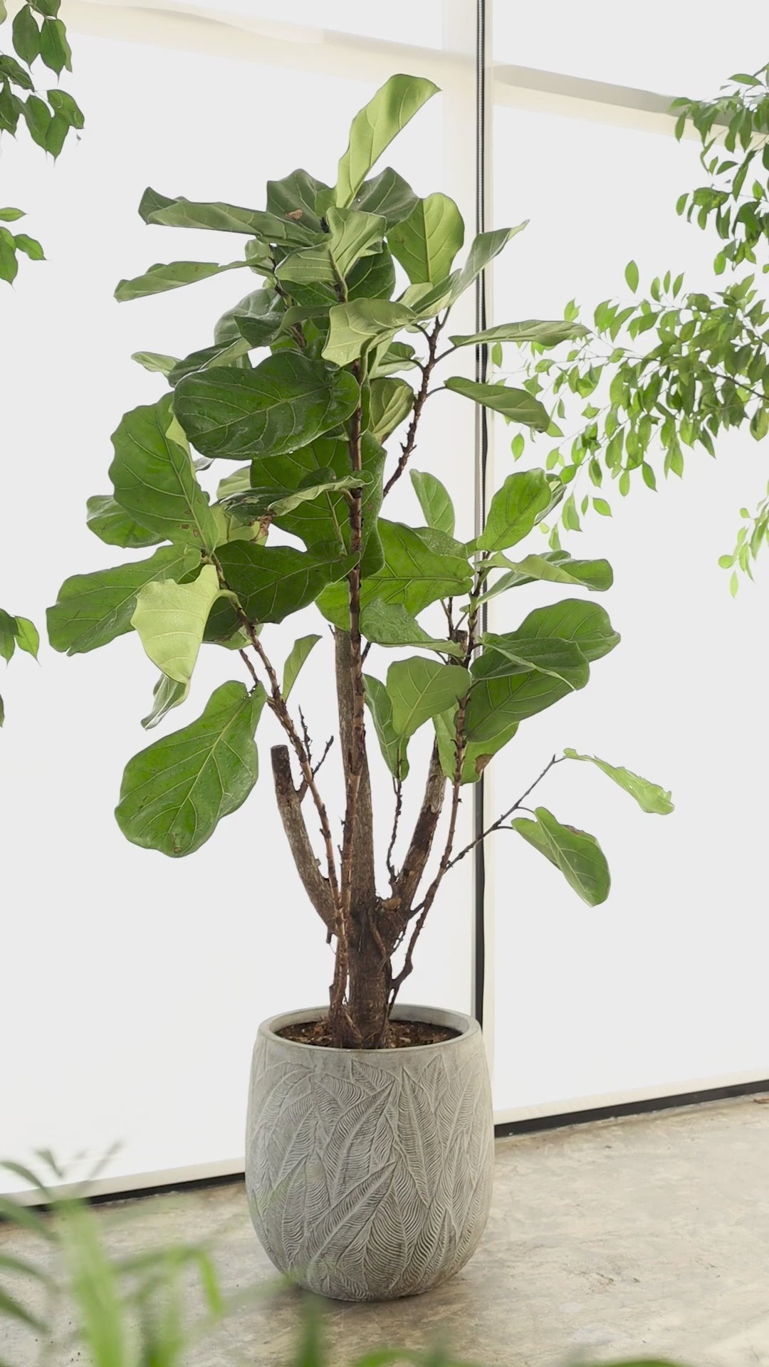 Giant Ficus Lyrata in a Concrete Pot + Small Water Sprayer
