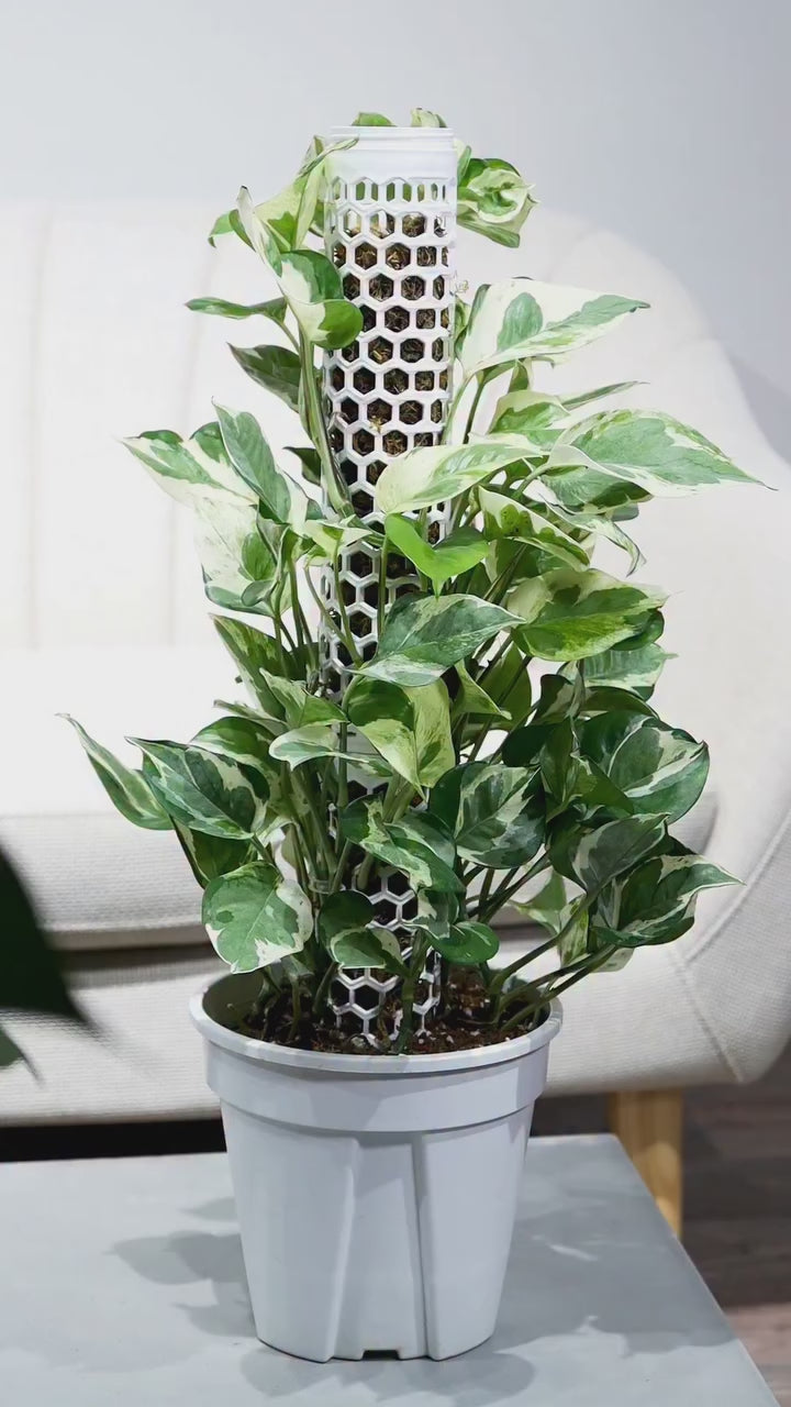 (3) Variegated Thai Pothos Plants