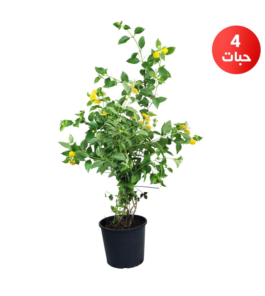 Lantana Camara – 4 Plants