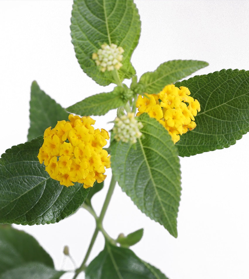 Lantana Camara – 4 Plants