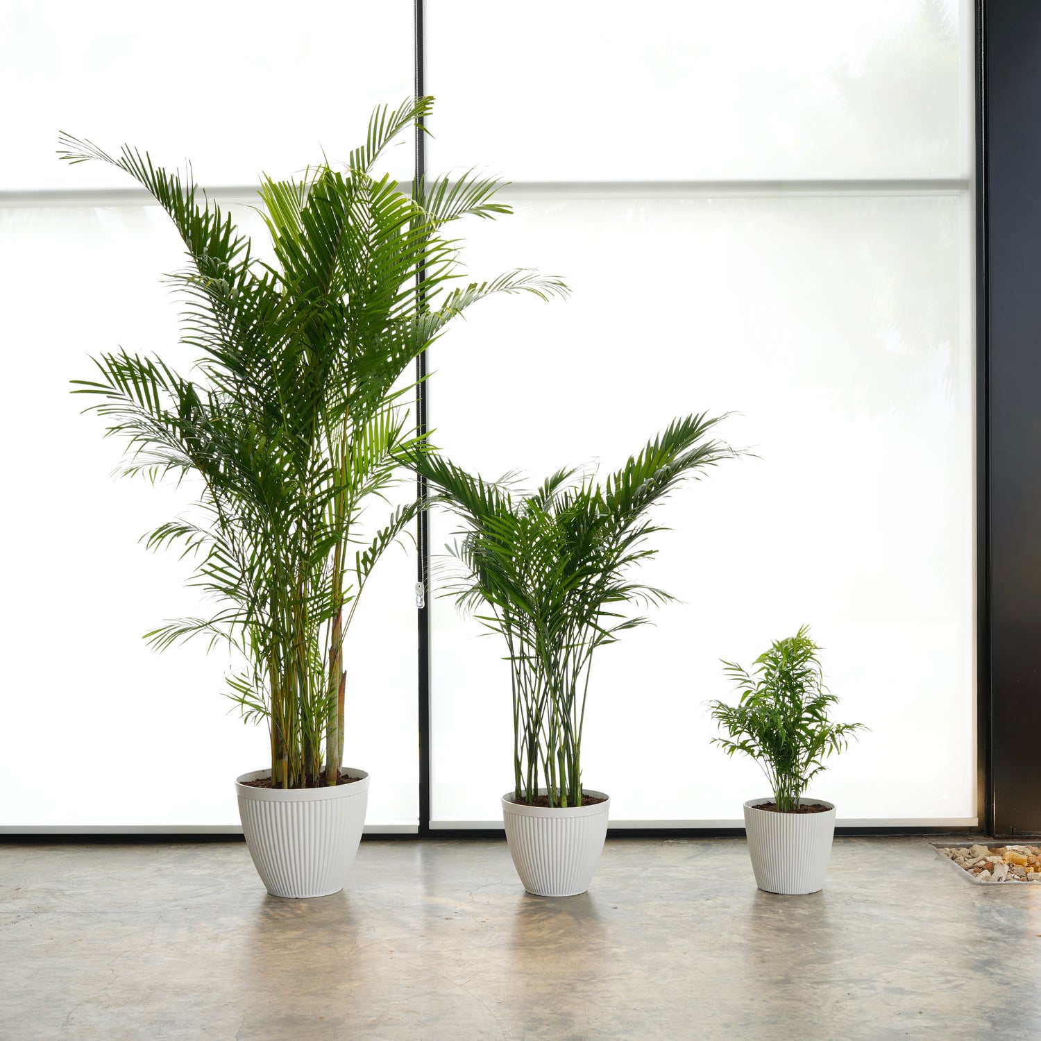 أريكا، كنتيا، و شمدوريا